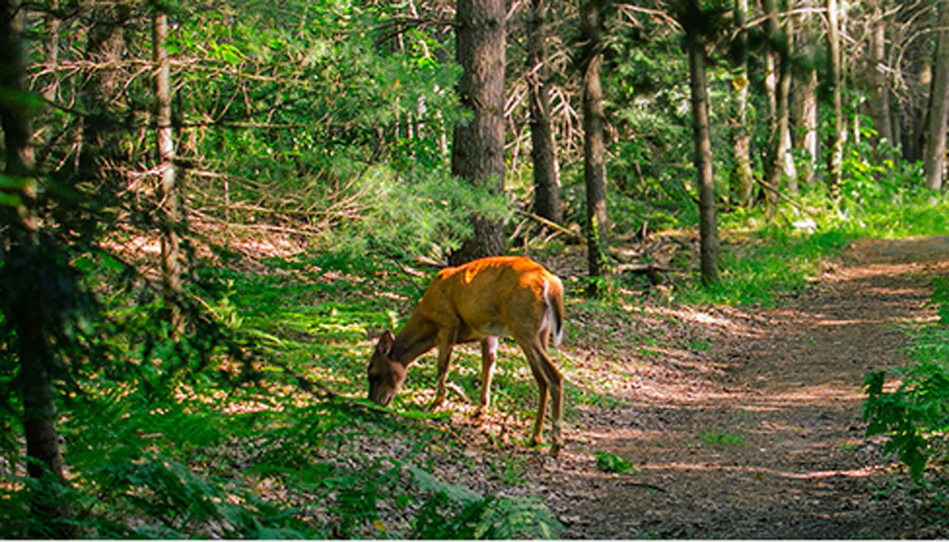 deer eating grass