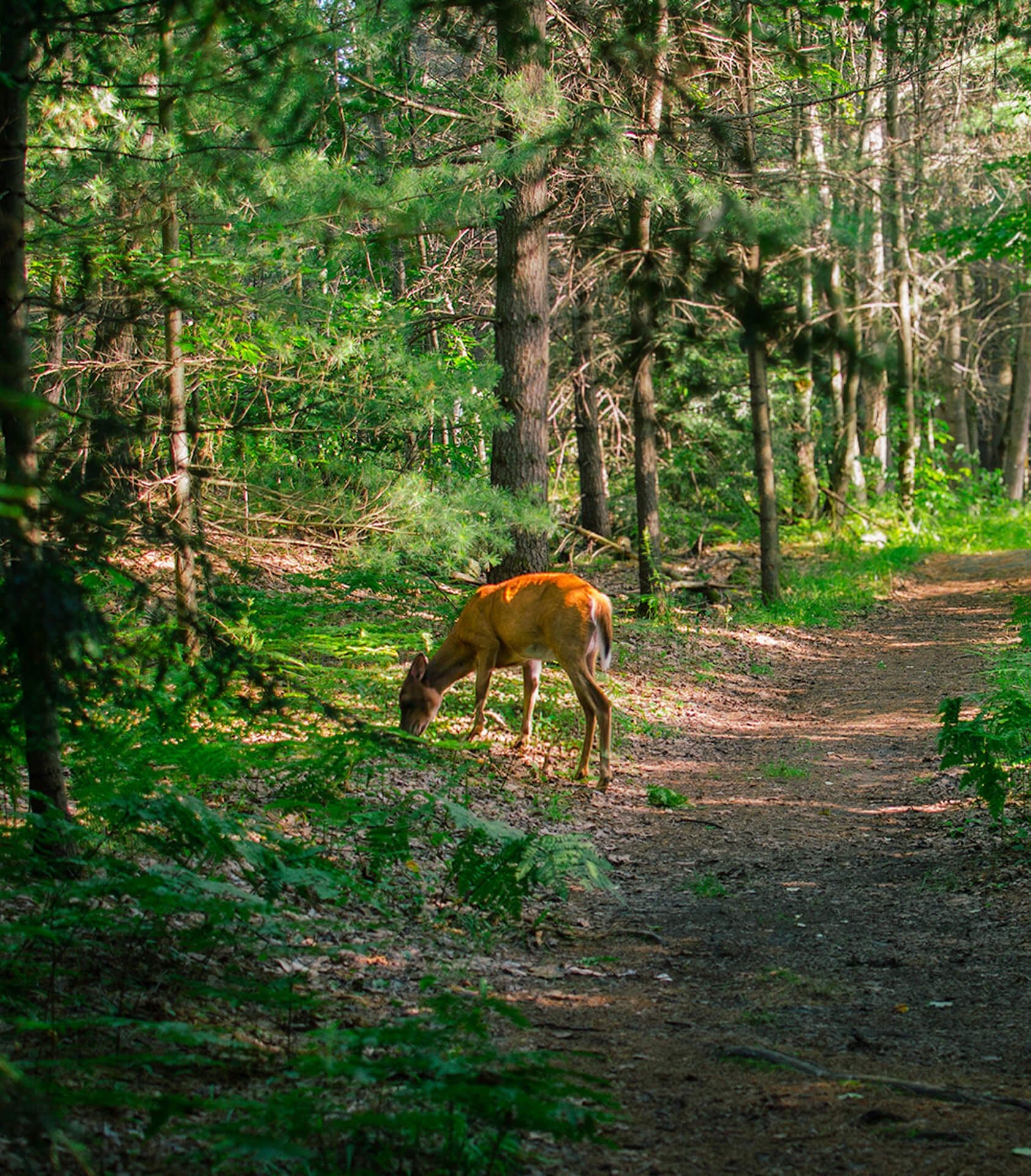 Trails